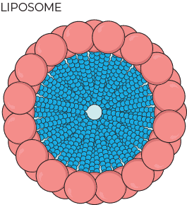 Liposome